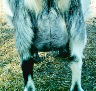 When Your Goat Is In Labor Image